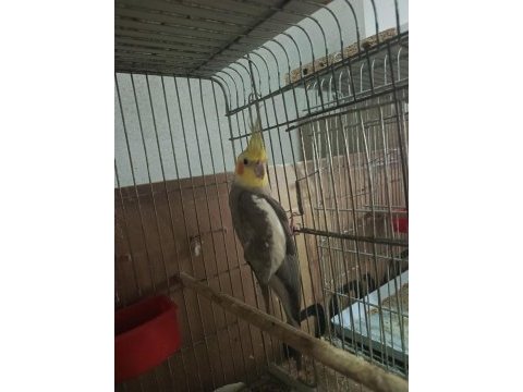 Eşe hazır 1 yaşında evcil erkek sultan papağanı