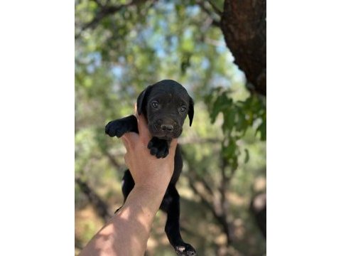 Güçlü ve dünyalar güzeli cane corso yavrular