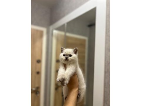 British shorthair blue point yavrularım 