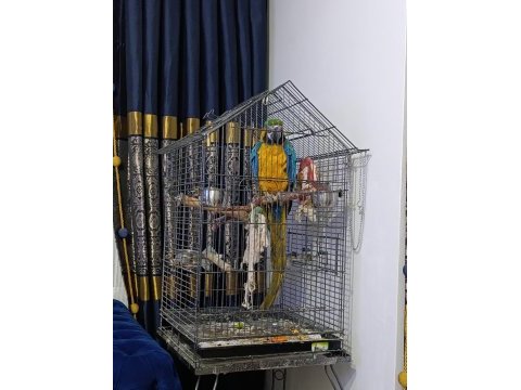11-12 aylık macaw papağanı