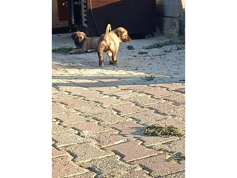 Sivas kangalı ankara karası yavruları mevcuttur