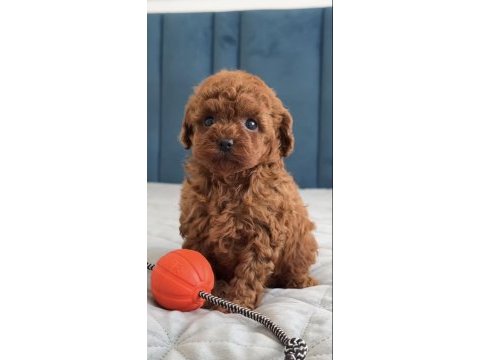 Toy poodle köpekler