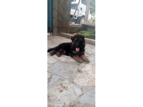 Dişi can erkeğin heyecan olduğunu bilenler için alman kurdu