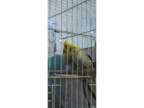 1 defa yavru alınmış hazır eş muhabbet kuşu
