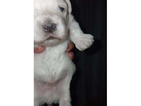 Maltese terrier köpeğimiz