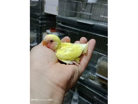 Alıştırmalık sevda papağanı bebekleri