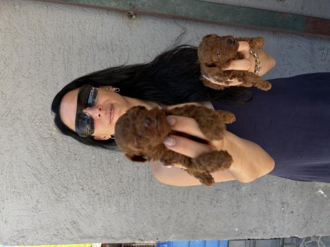 Toy poodle yavrularım ped eğitimlidir