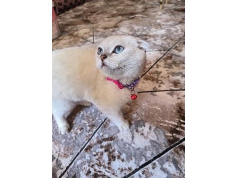 Scottish fold 5 aylık