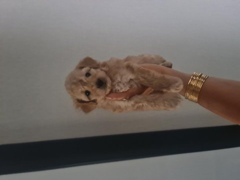 Çok büyümeyen minyatür maltipoo minnaklarım