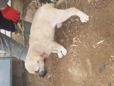 Karabaş kangal