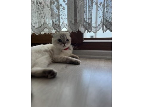 Scottish fold
