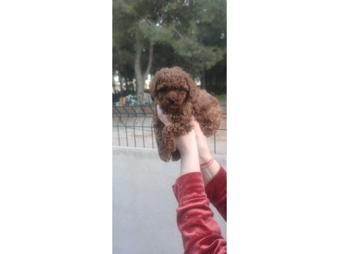 Kore kan toy poodle yavruları