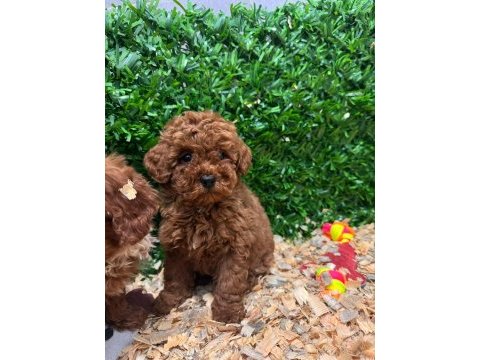 Ruhsatlı çiftliğimiz burkemden yılbaşı şekeri poodle