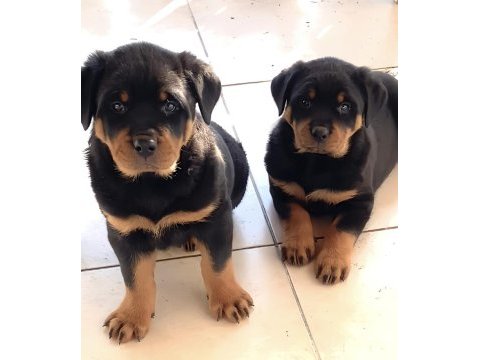 Varsa daha iyisi rottweiler o da annesi