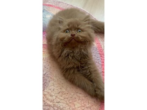 British longhair cinnamon
