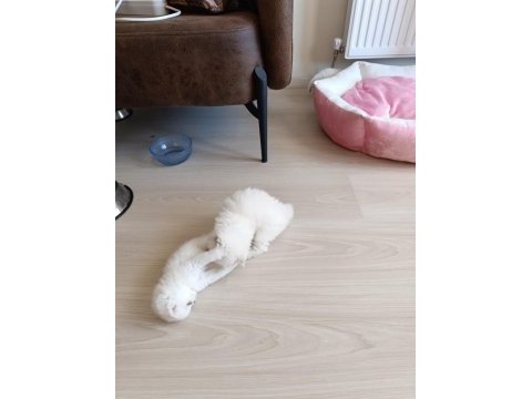 Anne baba full şecereli olup british shorthair yavrular