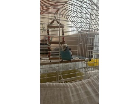 Muhabbet kuşu kafesiyle birlikte