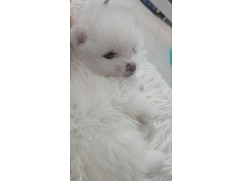 10 güne hazır kar beyaz yavru köpekler