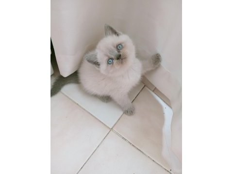 Mavi gözlü blue point british shorthair yavrular