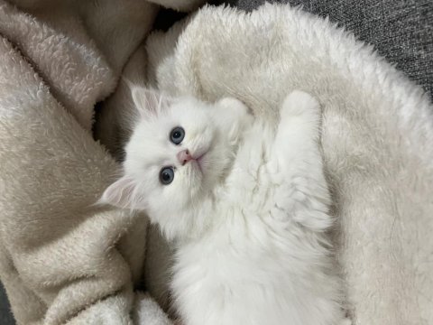 Lekesiz white british longhair
