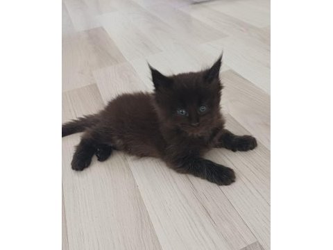 Xxl boy maine coon yavruları