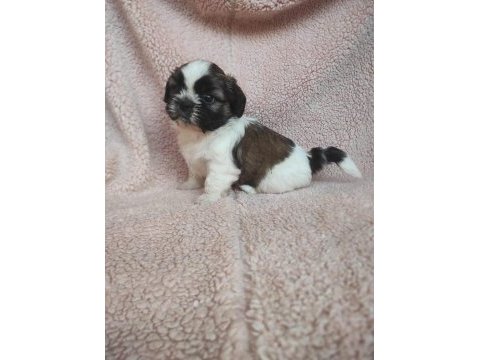 Shih tzu bebekler