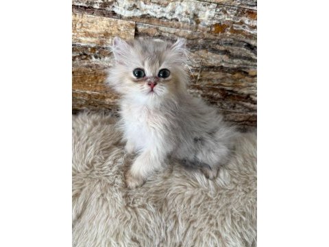 British longhair kedimiz