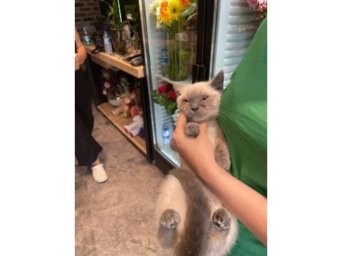Uygun puanlı erkek blue point british shorthair yavrum