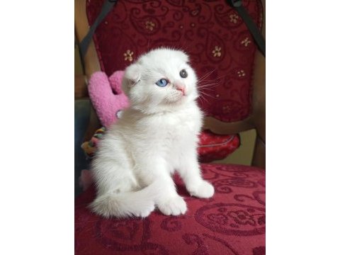 Pofuduk scottish fold white
