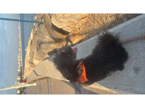 1 yıl 9 aylık terrier mersin