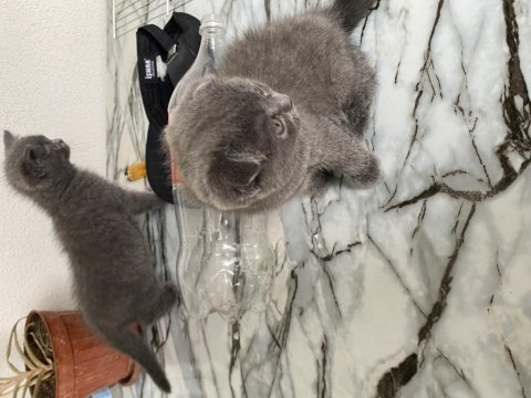 British shorthair yavru kedilerimiz
