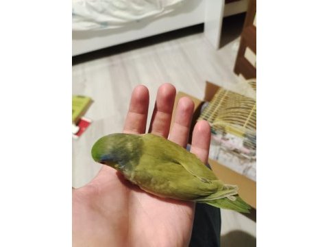 Yavru forpus papağanı