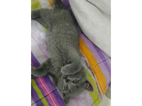 Erkek yavru british shorthair
