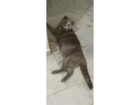 Sahiplenilme 1 yaşında scottish fold