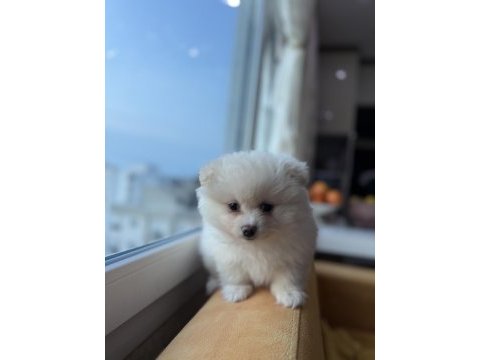 3 aylık ped eğitimli pomeranian boo