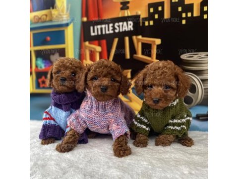 Safkan toy poodle