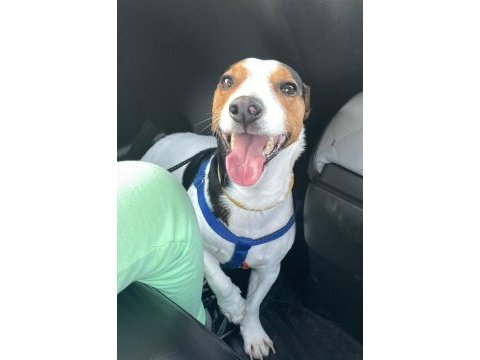 Çok acil jack russell cinsi çocuğumuza yuva!