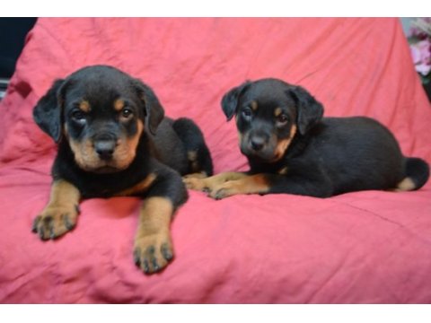 A klass rottweiler yavruları