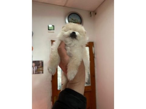 Pomeranian boo