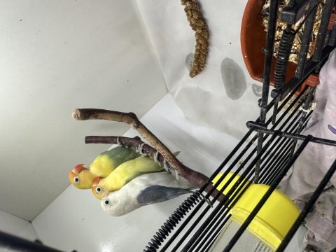 5 bin puan 3 tane mutasyon papağanımız