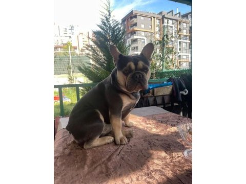Benim adım taysın french bulldog