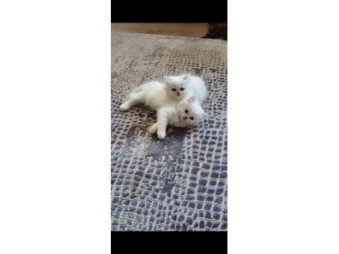 65 günlük mavi gözlü british longhair