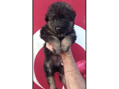 Düşük bel ırk standartlarında alman kurdu