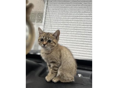 British shorthair golden black