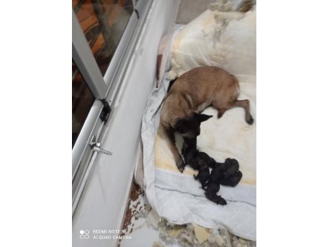 A kalite malinois siyah sevenlere