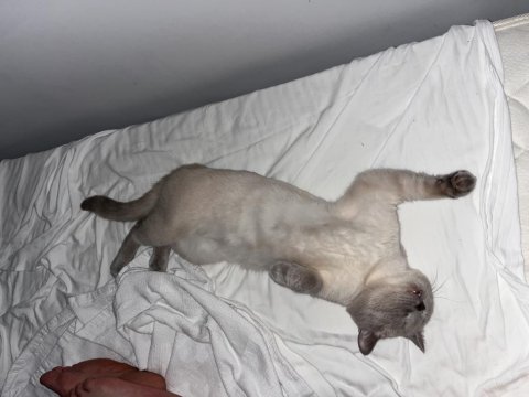 British shorthair blue point ve whiskas
