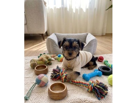 Hiç tüy dökmeyen alerji yapmayan ırk köpeğimiz