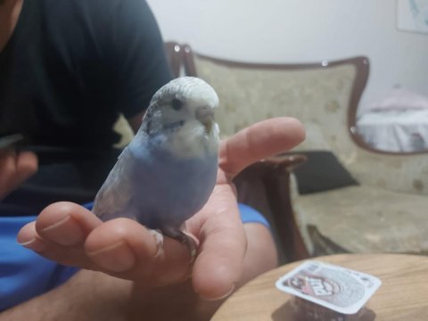 Ele alıştırmalık jumbo kırıkları kuşlarımız