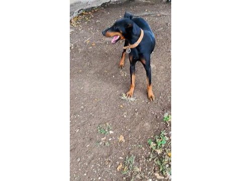Doberman korucularım