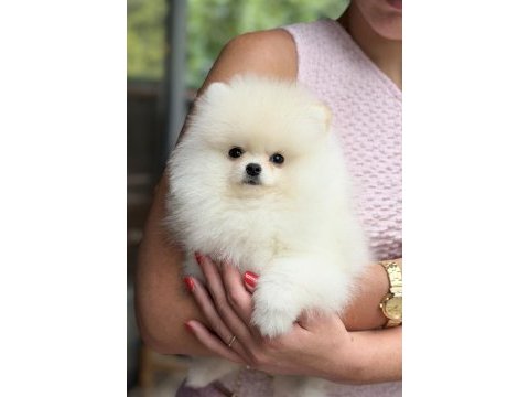 Üst düzey biblo erkek pomeranian boo